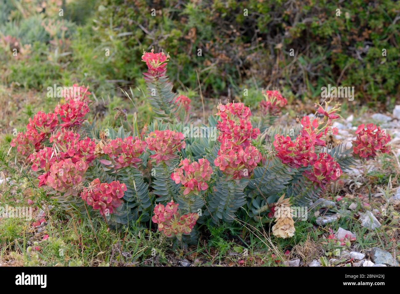 Sprite glaucous a foglie larghe / sprite di mirto (mirsine di Euphorbia) che fiorisce sulla cima di una montagna calcarea, Monte Olimpo, Lesbo, Grecia, maggio 2013. Foto Stock