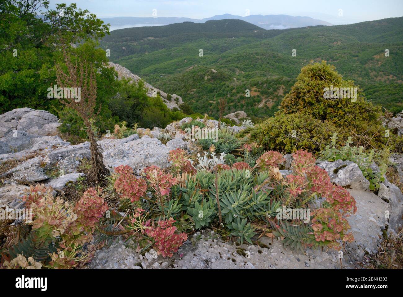 Sprite glaucous a foglie larghe / sprite di mirto (mirsine di Euphorbia) che fiorisce sulla cima di una montagna calcarea, Monte Olimpo, Lesbo, Grecia, maggio 201 Foto Stock