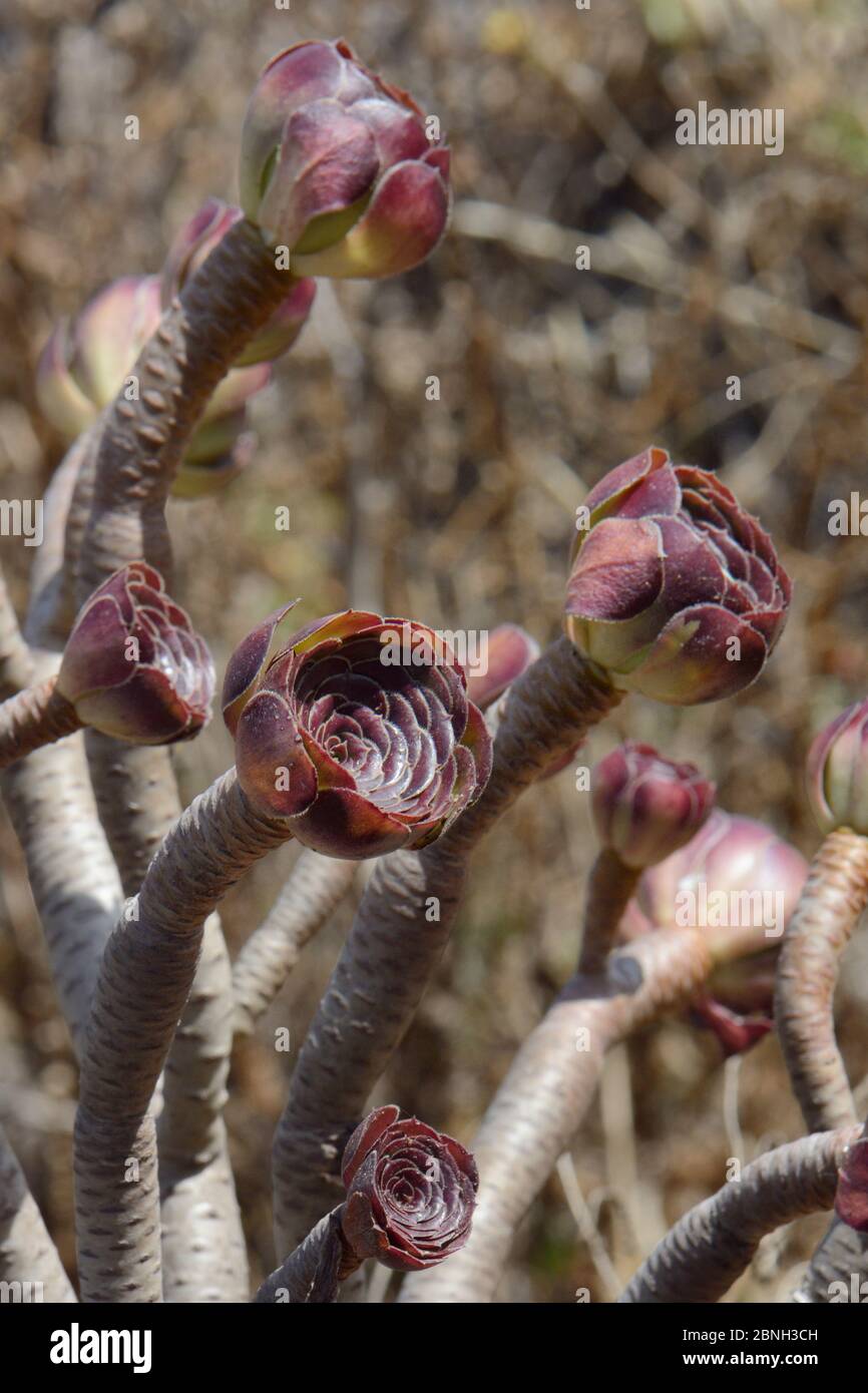 Albero Aeonio / albero houseleek (Aeonium arboreum atropurpureum), una specie introdcuata delle Canarie che cresce su un promontorio costiero, Algarve, Portug Foto Stock