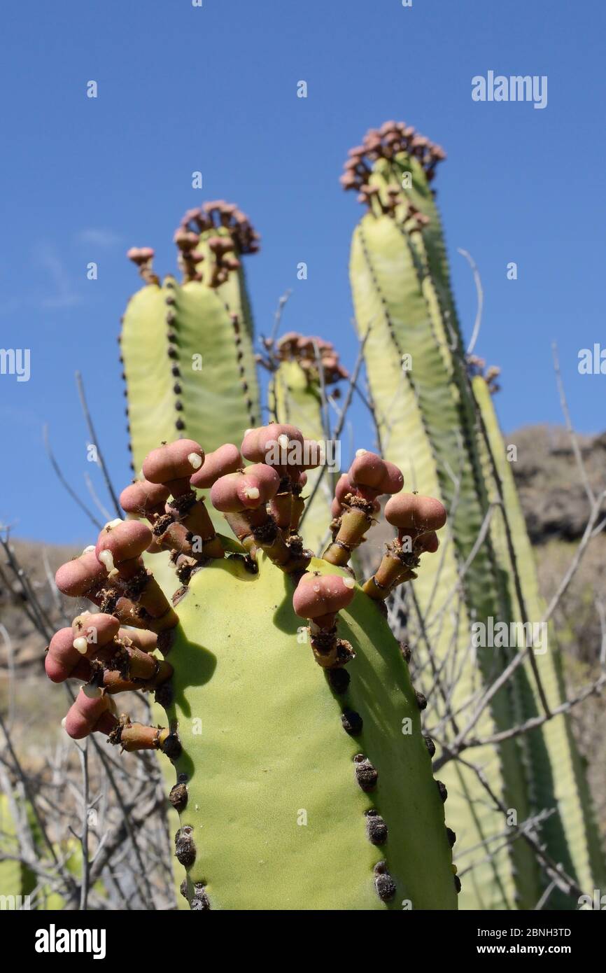 Canary Island sprurge / Hercules club (Euphorbia canariensis) stand con molti semi di semi, Tenerife, maggio. Foto Stock