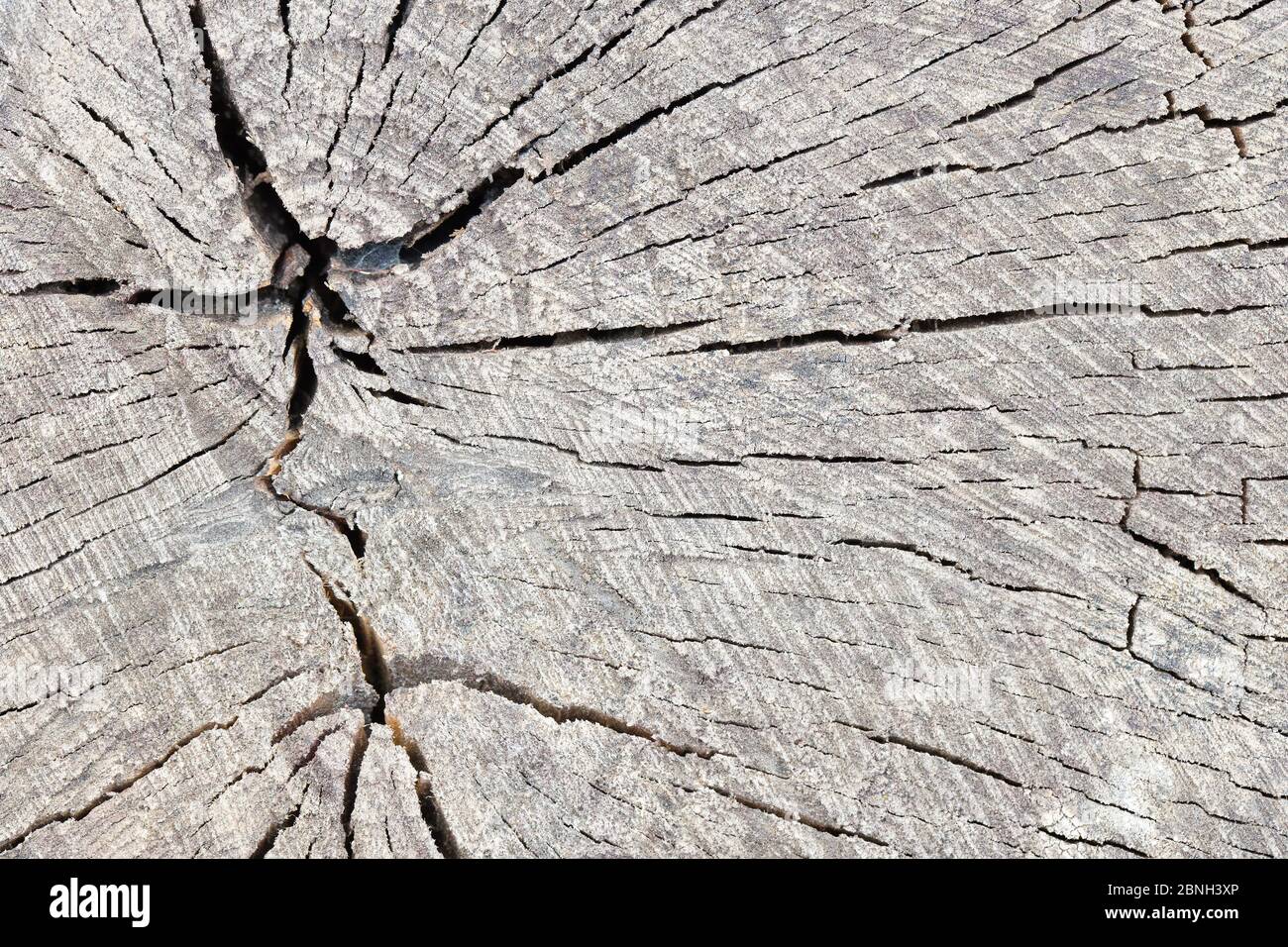 Struttura di superficie ruvida albero in guscio fessurato con anelli annuali e due croci. Concetto di invecchiamento a lunga durata. Uno sfondo con copia Foto Stock