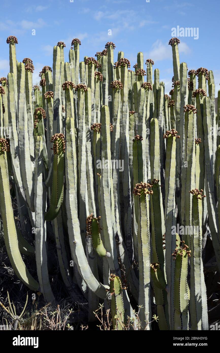 Canary Island sprurge / Hercules club (Euphorbia canariensis) stand con molti semi di semi, Tenerife, maggio. Foto Stock