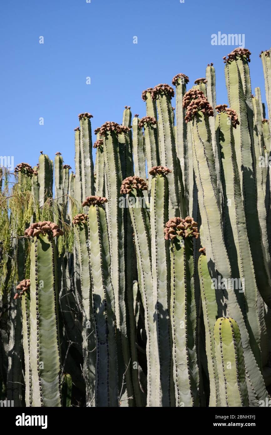 Canary Island sprurge / Hercules club (Euphorbia canariensis) stand con molti semi di semi, Tenerife, maggio. Foto Stock