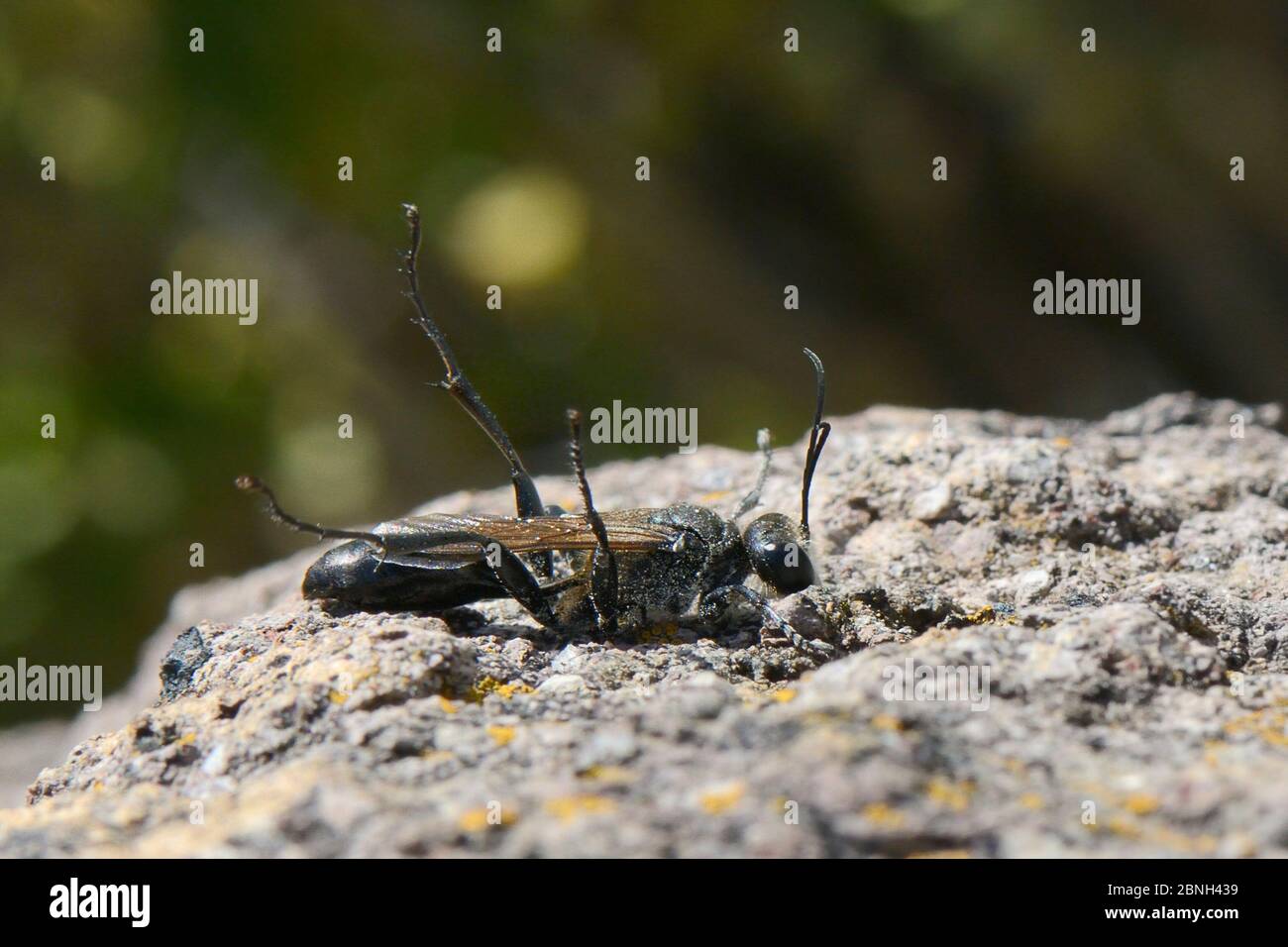 Digger wasp (Sphex pruinosus) maschio che si sdraia su una roccia sotto il sole caldo e che alza le gambe, Lesbos/ Lesvos, Grecia, maggio Foto Stock