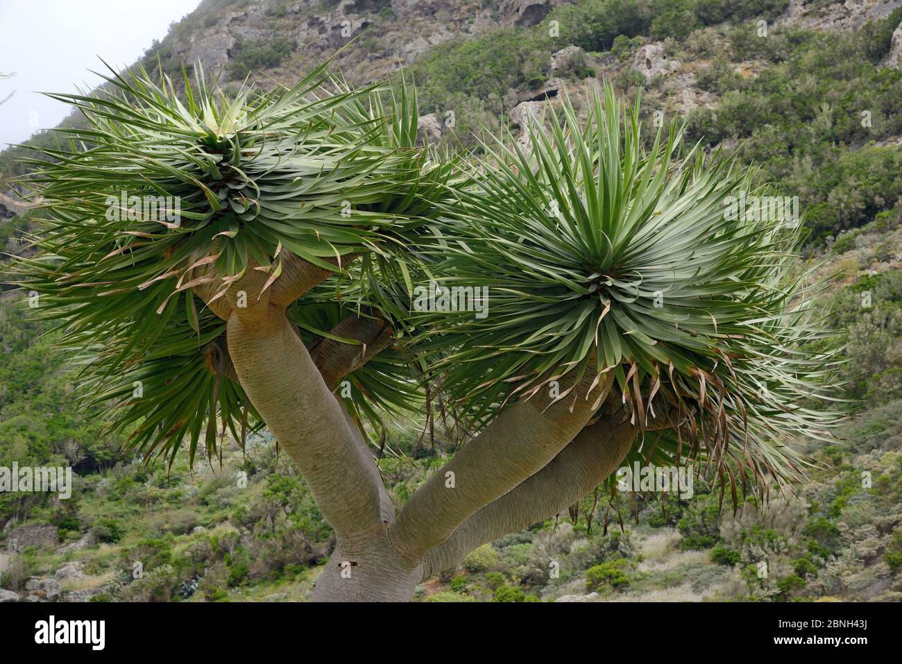 Drago delle Isole Canarie / Drago (Dracaena draco), , endemico alle isole Canarie e Capo Verde, villaggio di Chamorga, montagne Anaga, Tenerife, ma Foto Stock