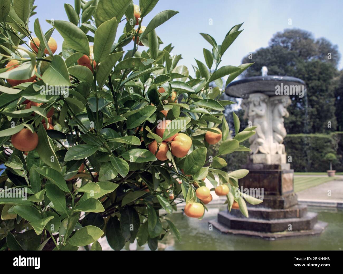Albero arancione nei terreni dell'Orangerie, Mount Edgcumbe Park Cornovaglia Estate 2016 Foto Stock