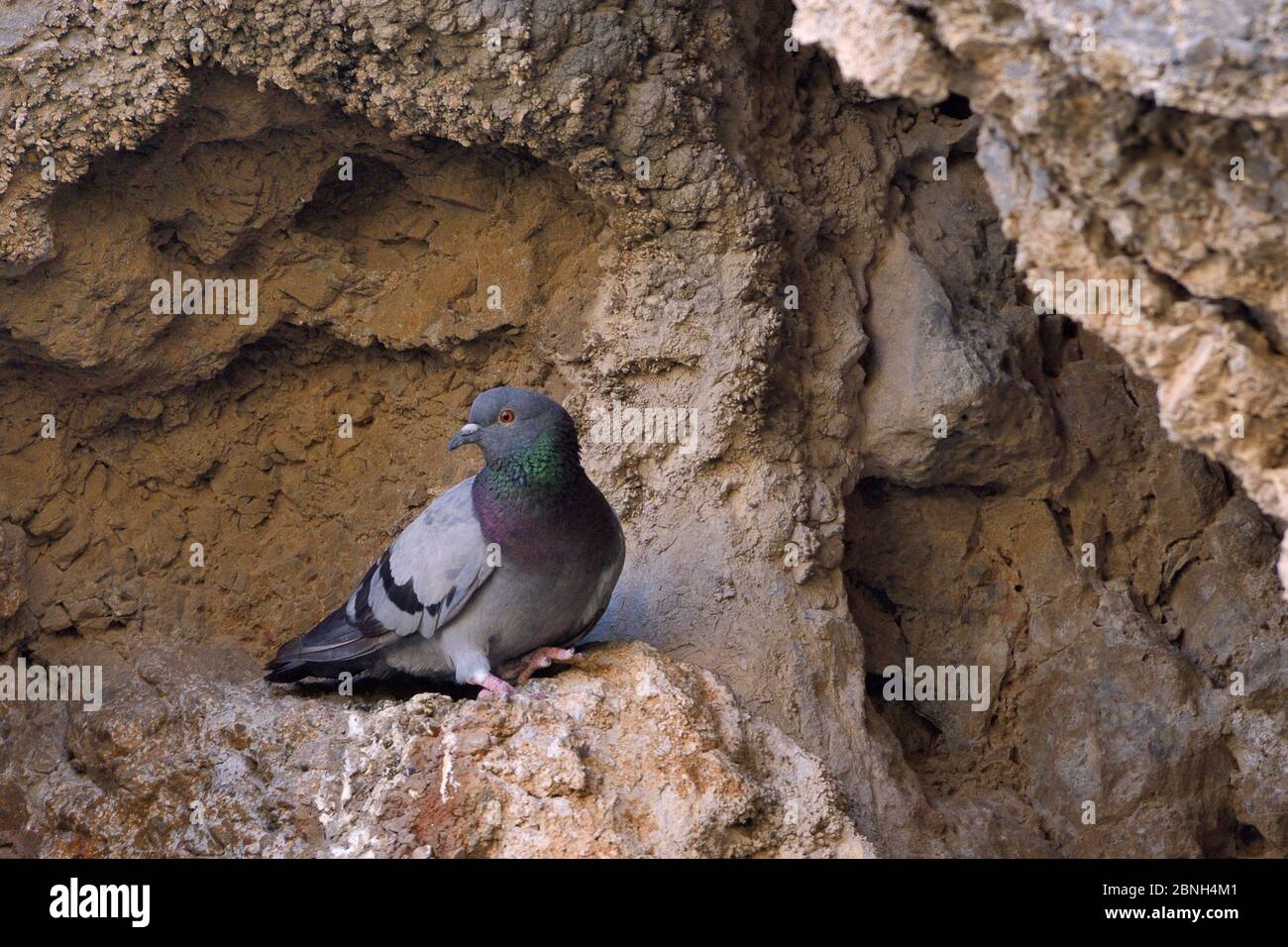 Wild Rock dove / Rock piccione (Columba livia), arroccato su una parete rocciosa vulcanica erosa, Leros, Dodecanesi Isole, Grecia, agosto Foto Stock