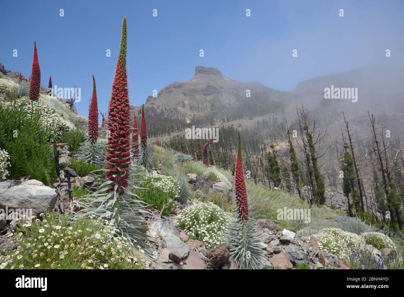 Alto tre metri Monte Teide bugloss / Torre di gioielli / Tajinaste Rosso (Echium wildpretii) punte fiorenti e grumi di Teide marguerite (Argyranthe Foto Stock