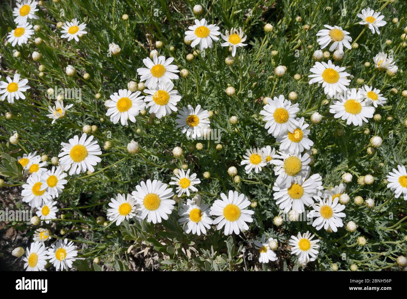 Teide marguerite / Tenerife Daisy (Argyranthemum teneriffae) fiori, endemico di Tenerife, Parco Nazionale del Teide, Tenerife, maggio. Foto Stock