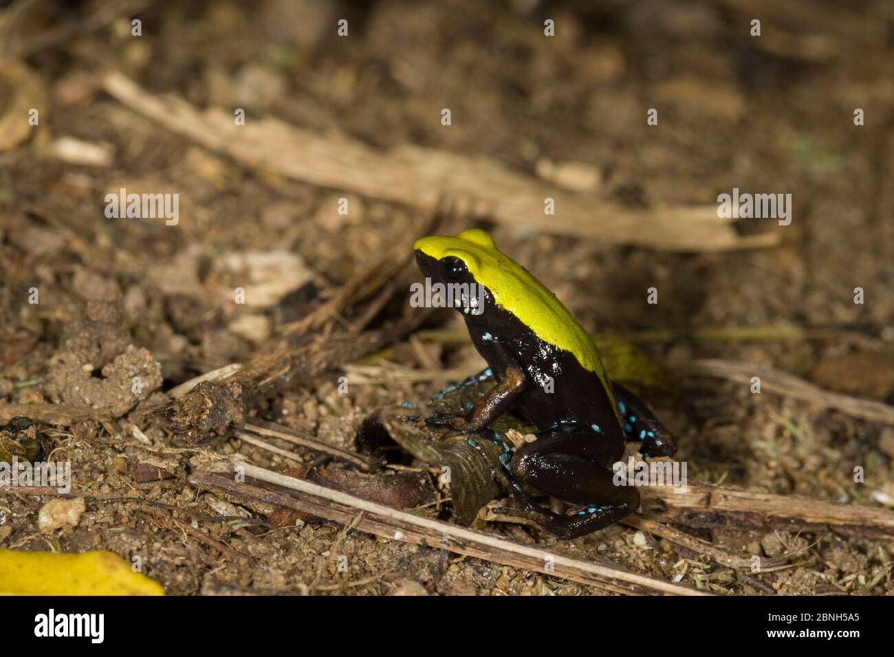 Rana di mantella (Mantella laevigata) Riserva di Nosy Mangabe, Madagascar. Foto Stock