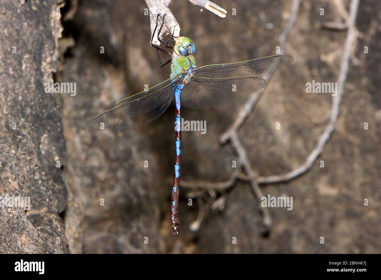 Dragonfly gigante darner (Anax Walsinghami) maschio che riposa sulla roccia, Big Bend state Natural Area, Texas, USA, settembre Foto Stock