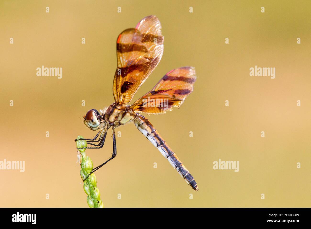 Halloween pennant libellula (Celithemis eponina) femmina, Texas, Stati Uniti, agosto. Foto Stock