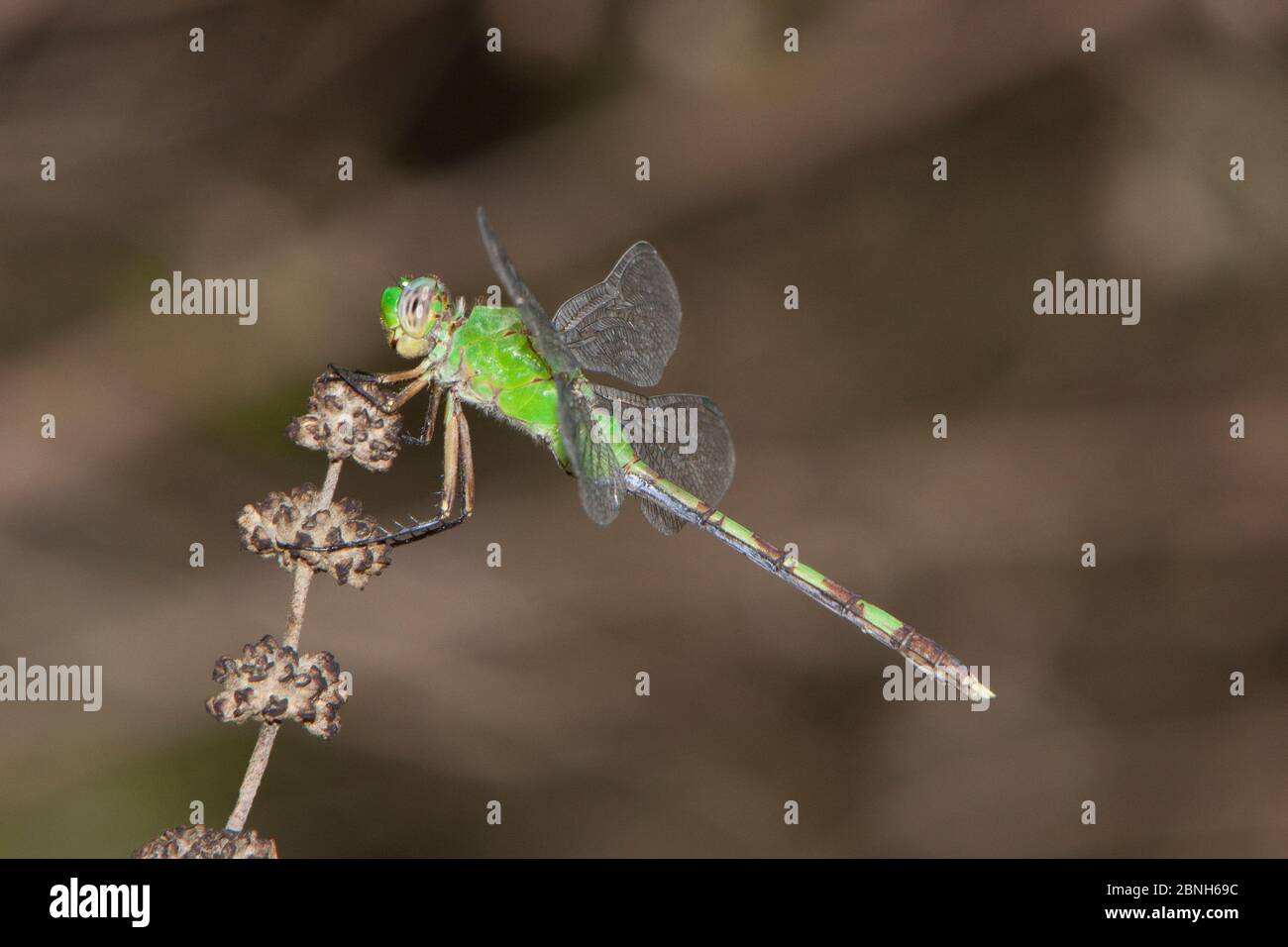 Great Pondhawk (Erythemis vesiculosa) maschile di riposo, estero Llano Grande state Park, Texas, USA, maggio. Foto Stock