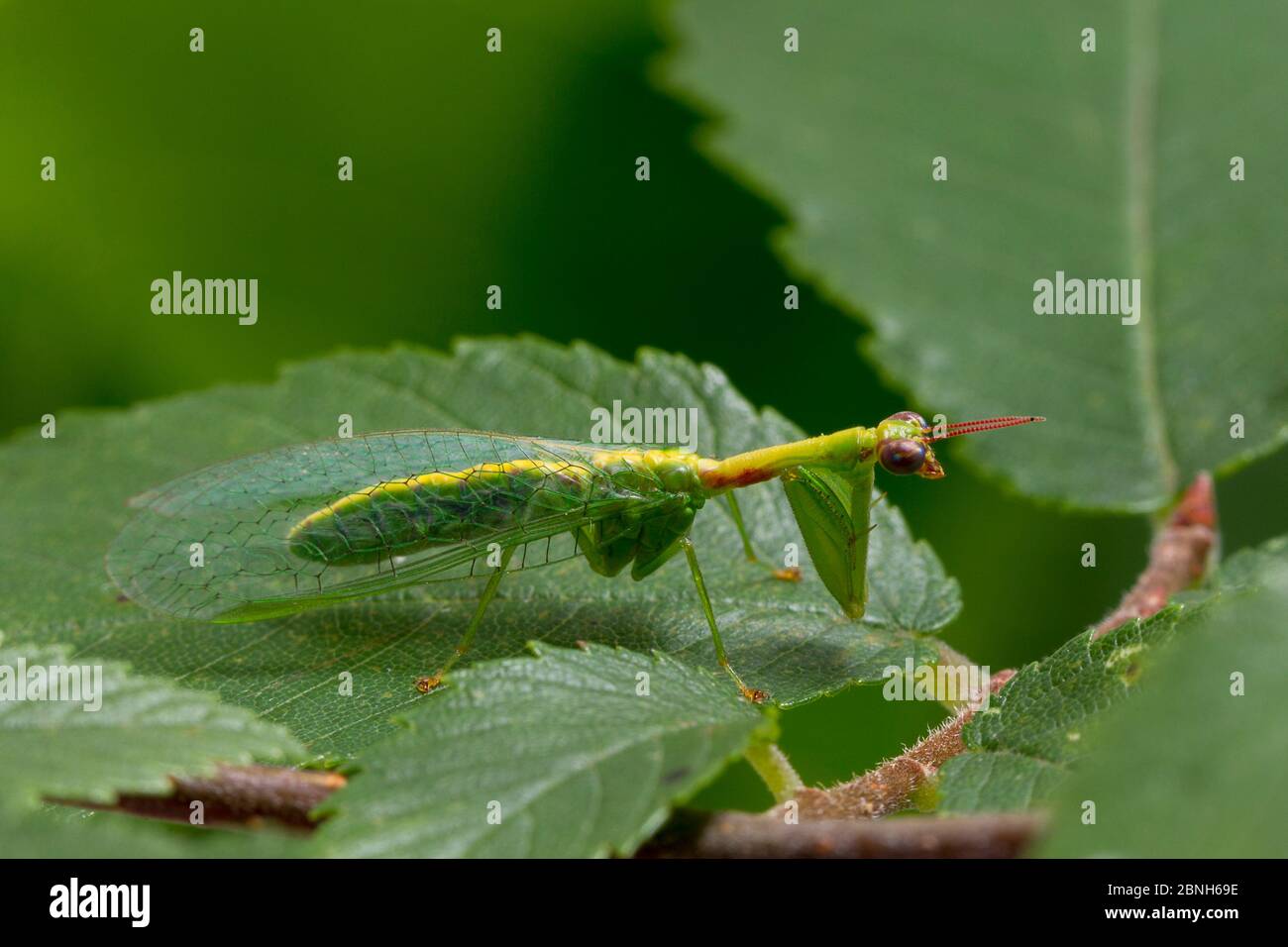 Green Mantissfly (Zeugomantipa minuta) Texas, USA, maggio. Foto Stock