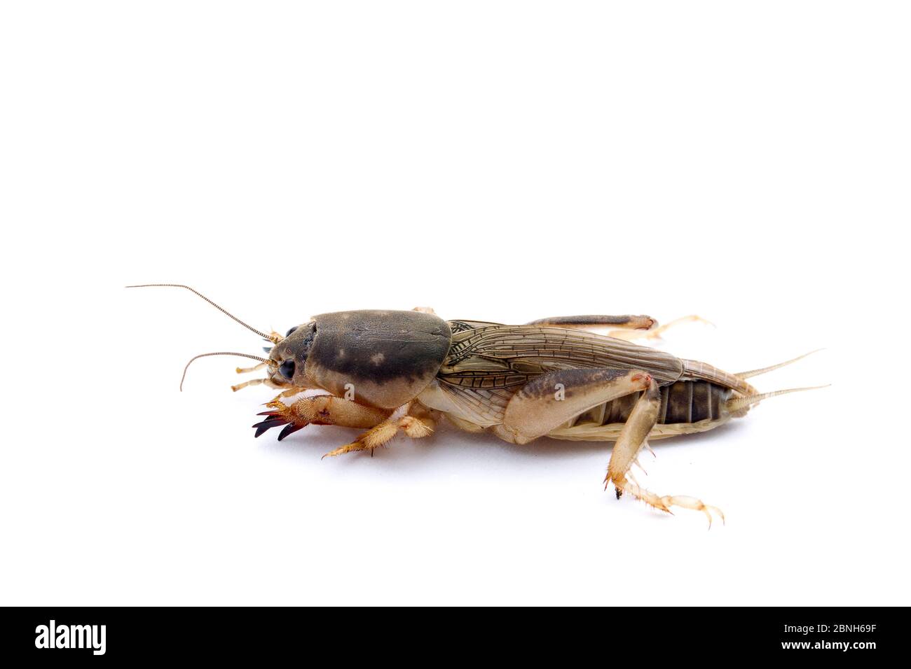 Southern mole cricket (Scapteriscus borellii) Isola di Sapelo, Georgia, Stati Uniti, maggio. Foto Stock