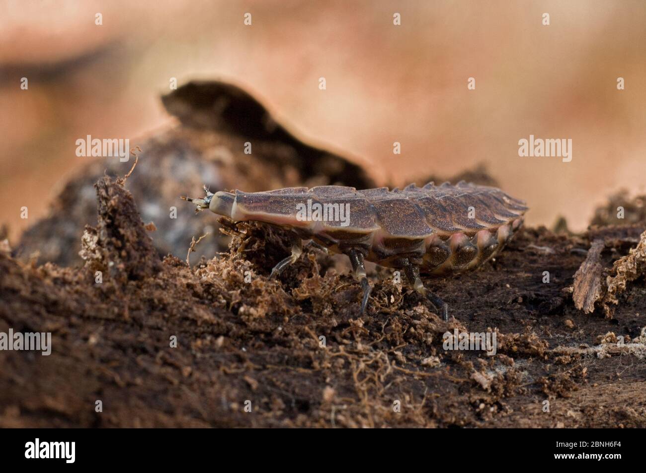 Larva di Firefly (Photinus), Carolina del Sud, Stati Uniti. Febbraio. Foto Stock