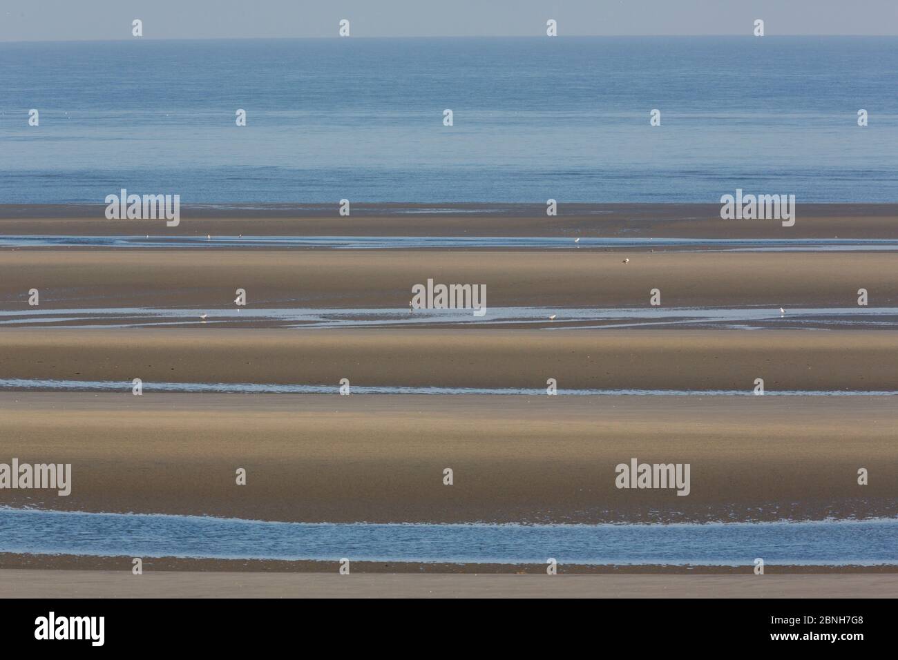 Paesaggio di spiaggia nella baia di Somme Riserva Naturale, Picardia, Francia, Aprile Foto Stock