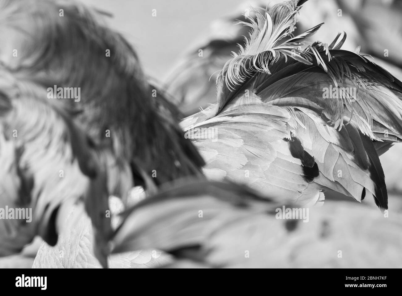 Gallocanta, Saragozza/Spagna; 11 febbraio 2019. Immagini astratte del passaggio migratorio della Grus grus (Grus grus) attraverso la Laguna di Gallocanta. Foto Stock