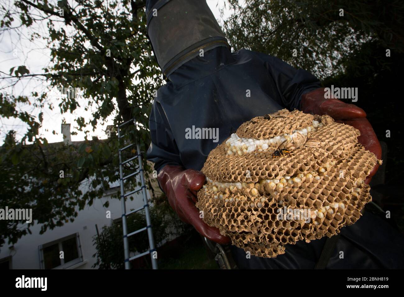 Asian predatori di wasp (Vespa velutina nigrithorax) persone di distruggere e di rimozione del nido, specie invasive, Nantes, Francia, settembre 2015 Foto Stock