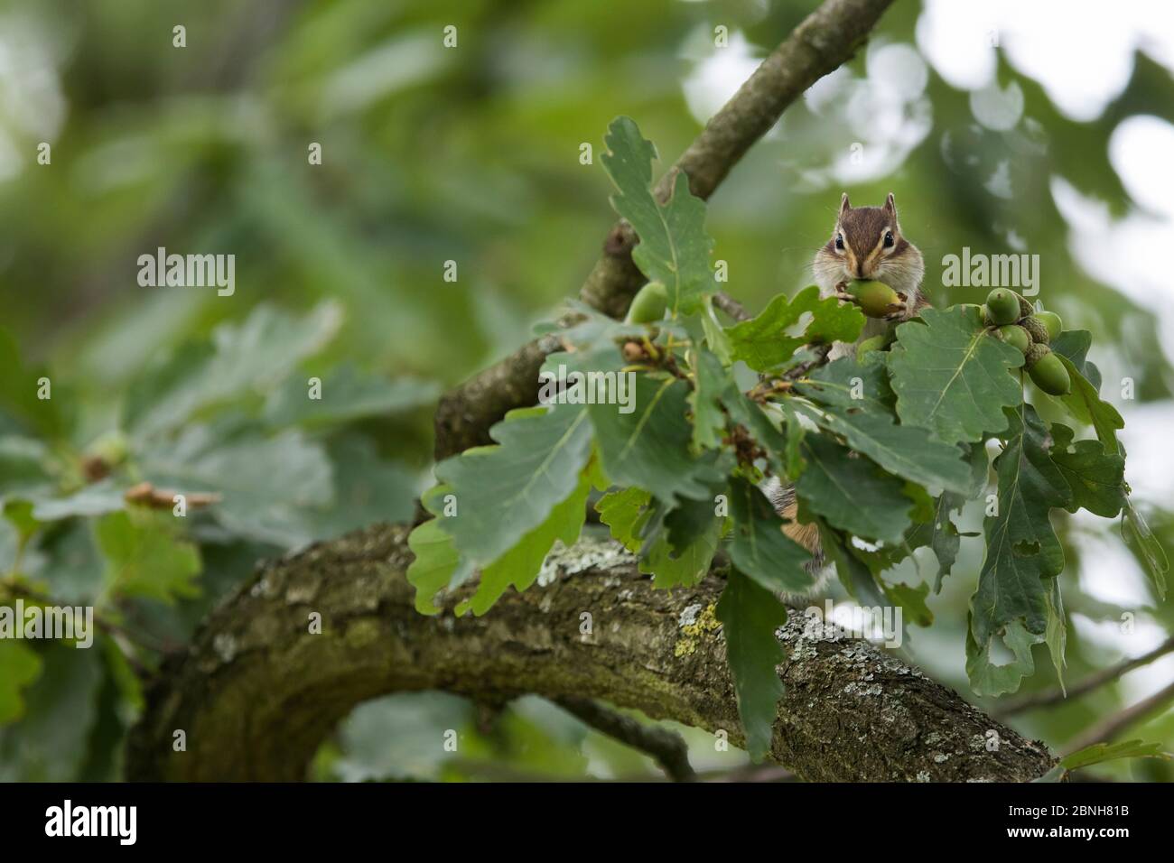 Siberian Chipmunk (Tamias sibiricus) ha introdotto specie, su in albero, vicino a Parigi, Francia settembre Foto Stock