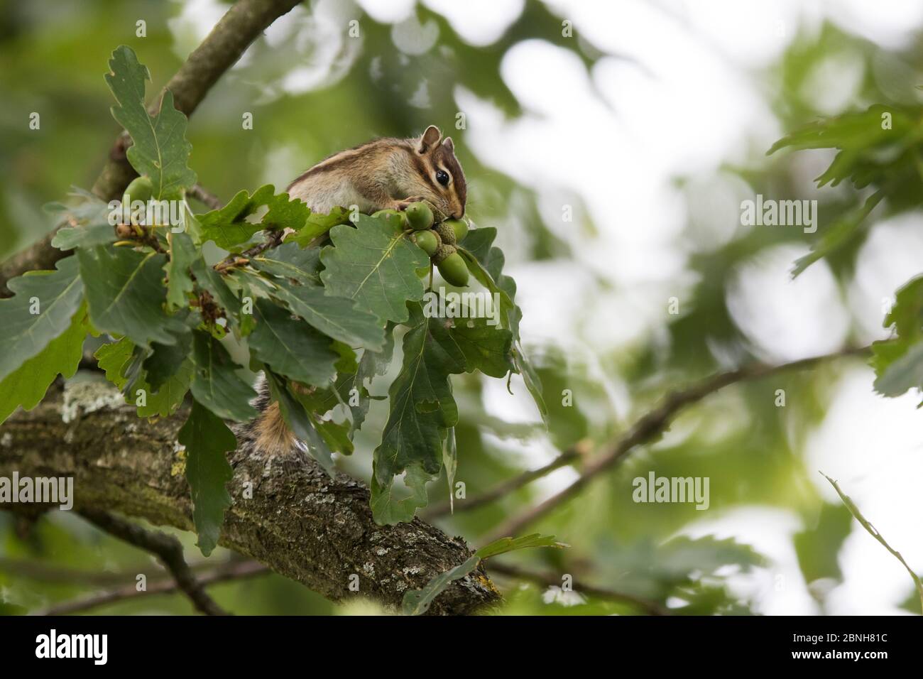 Siberian Chipmunk (Tamias sibiricus) ha introdotto specie, su in albero, vicino a Parigi, Francia settembre Foto Stock
