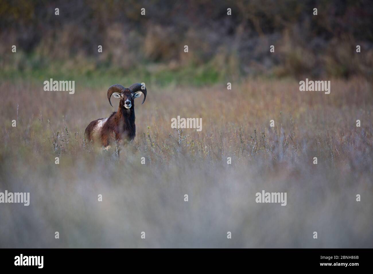Mouflon europeo (Ovis gmelini musimon) una specie introdotta nella riserva della Baie de Nature Somme, Francia, aprile 2015 Foto Stock