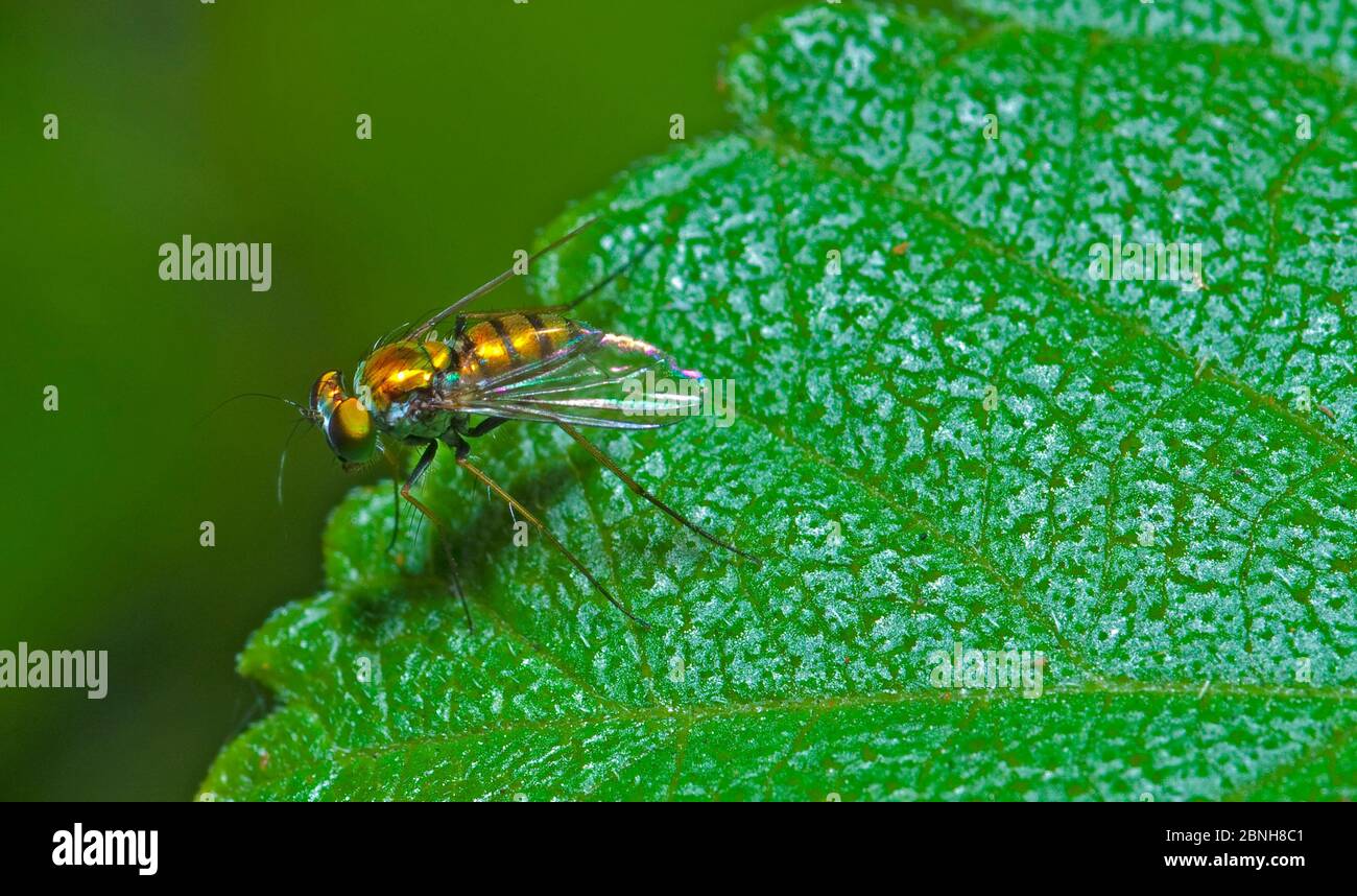 Mosca a zampa lunga (Chrysopoma sp) su foglia, Florida del Nord, USA, agosto. Foto Stock