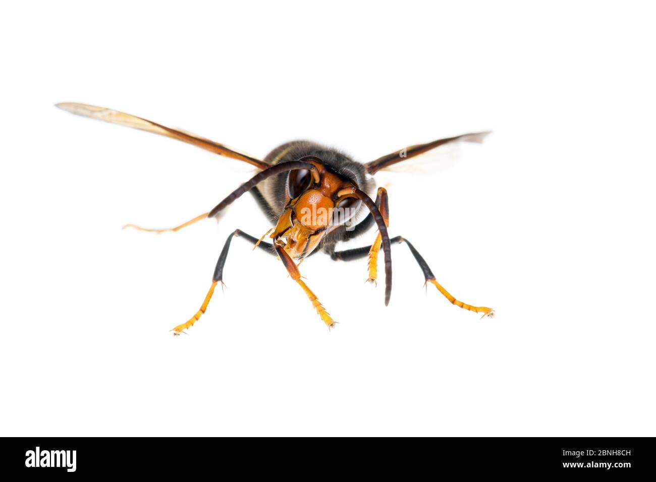 Asian hornet (Vespa velutina), Maine-et-Loire, Francia, Novembre, progetto meetyourneighbors.net Foto Stock