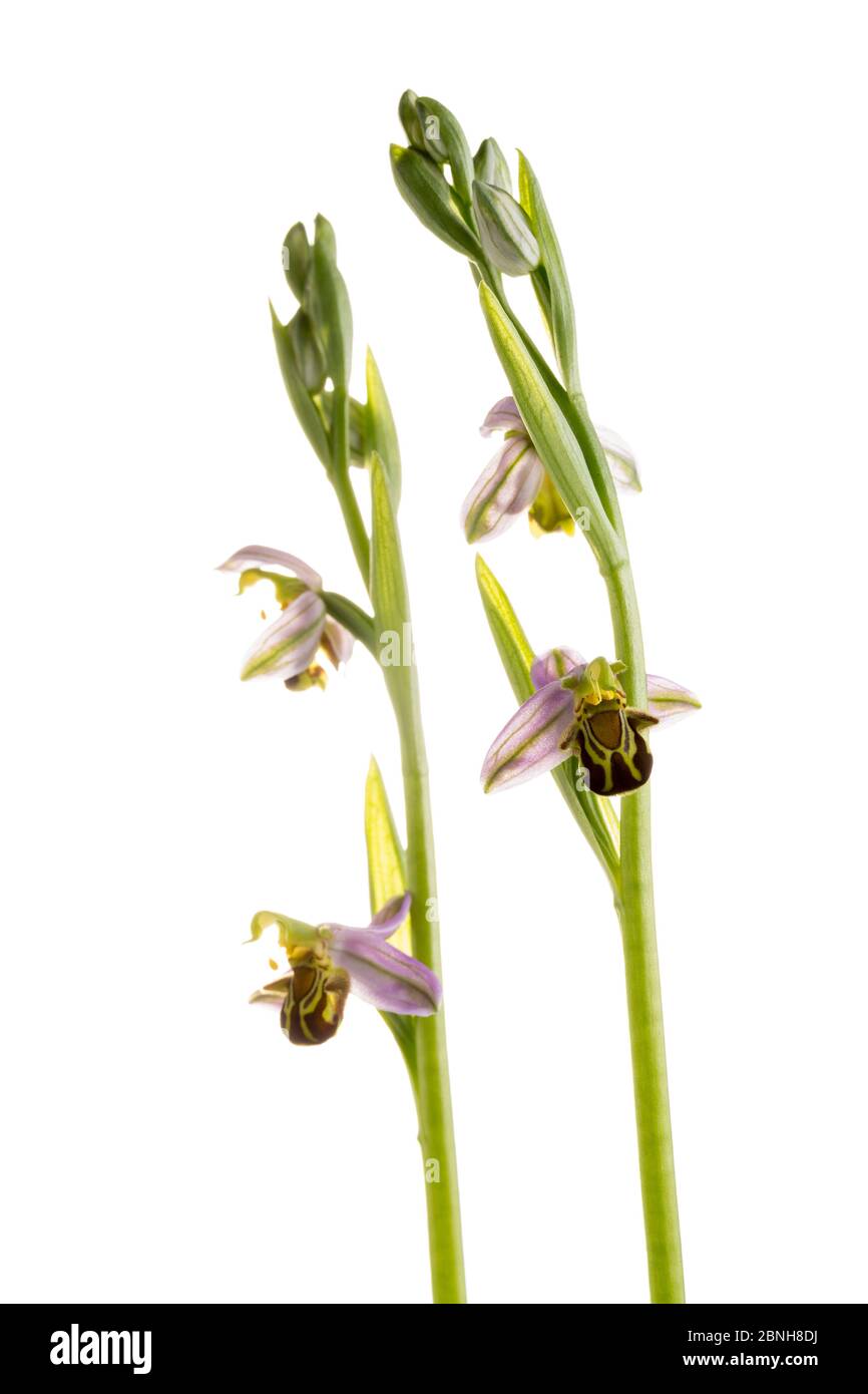 Orchidea dell'ape (Ophrys apifera) in fiore, Maine-et-Loire, Francia, giugno, meetyourneighbors.net progetto Foto Stock