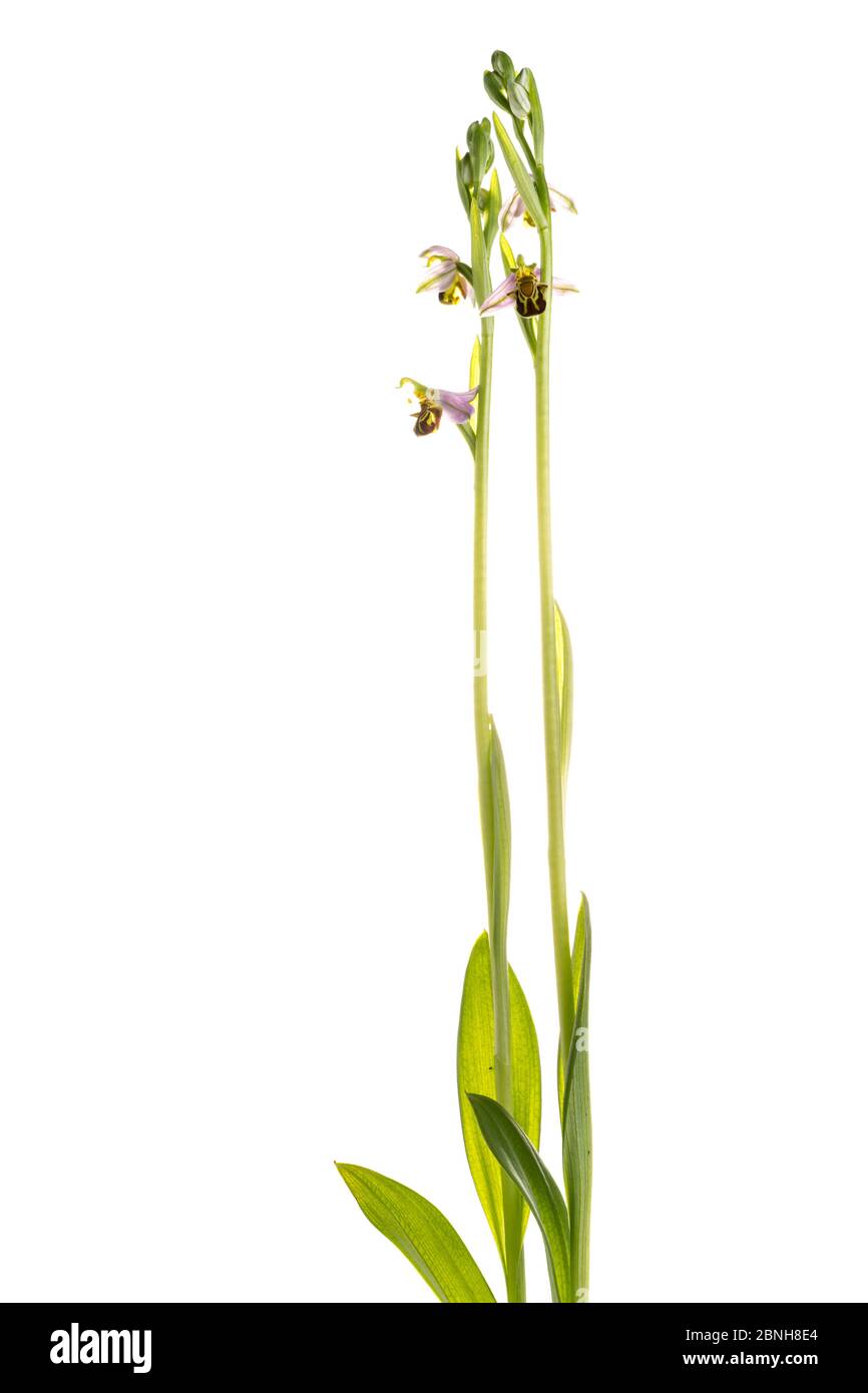 Orchidea dell'ape (Ophrys apifera) in fiore, Maine-et-Loire, Francia, giugno, meetyourneighbors.net progetto Foto Stock