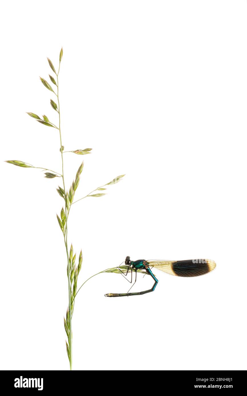 demoiselle (Calopteryx splendens) femmina su erba, Maine-et-Loire, Francia, giugno, meetyourneighbors.net progetto Foto Stock