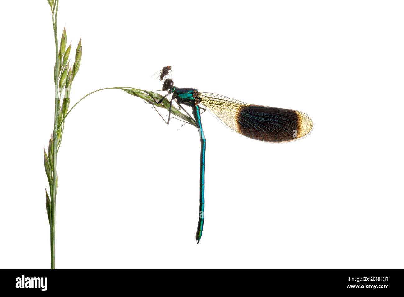 demoiselle (Calopteryx splendens) femmina su erba, Maine-et-Loire, Francia, giugno, meetyourneighbors.net progetto Foto Stock