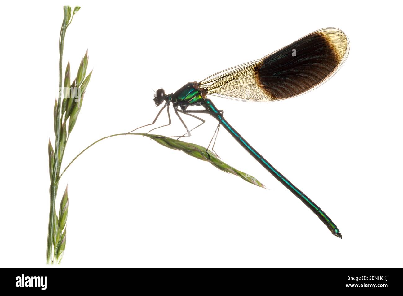 demoiselle (Calopteryx splendens) femmina su erba, Maine-et-Loire, Francia, giugno, meetyourneighbors.net progetto Foto Stock
