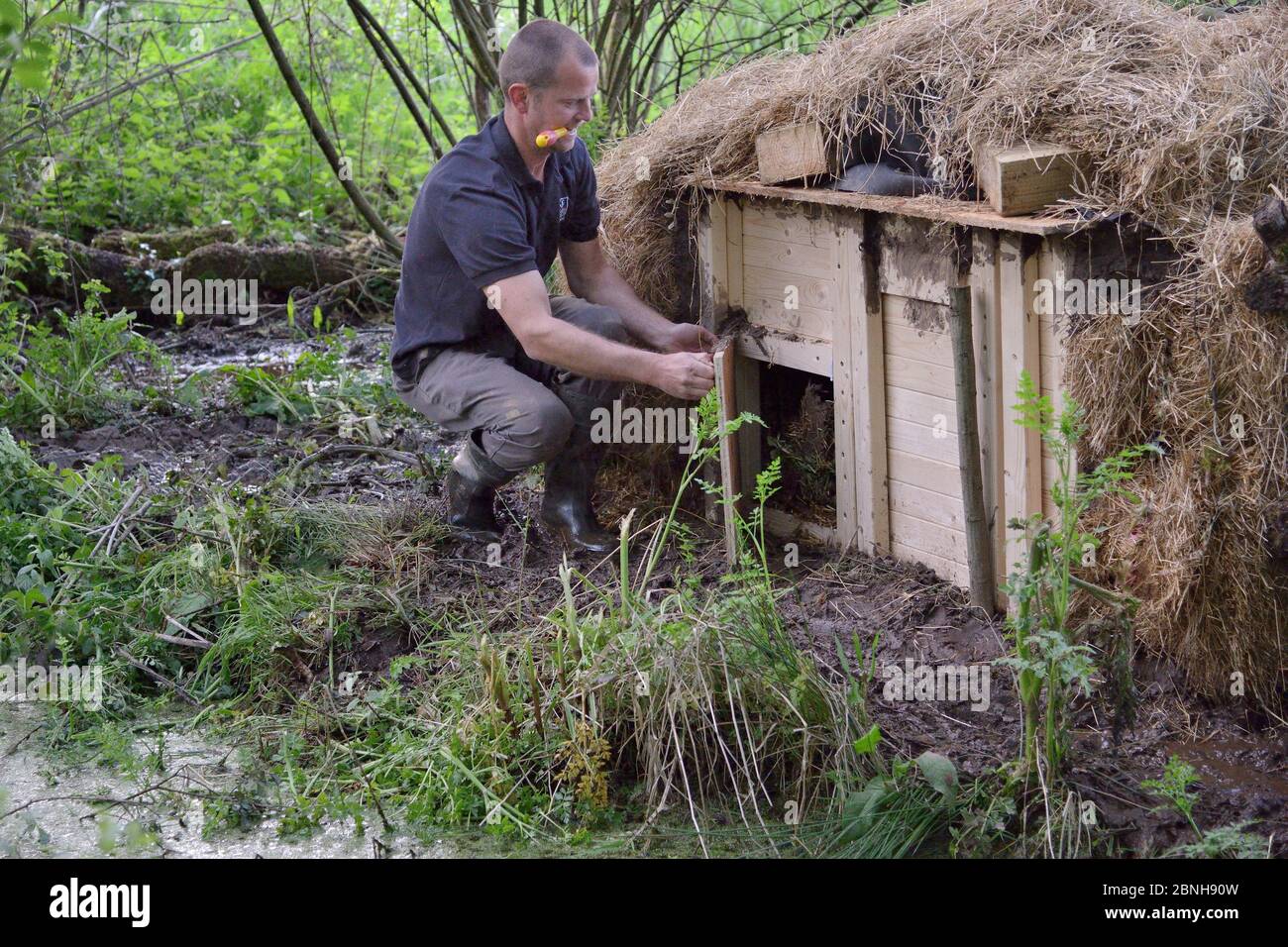 Peter Burgess apre l'ingresso ad un Lodge artificiale contenente il castoro eurasiatico (fibra di Castor) in un luogo segreto durante una reintroduzione del castoro Foto Stock