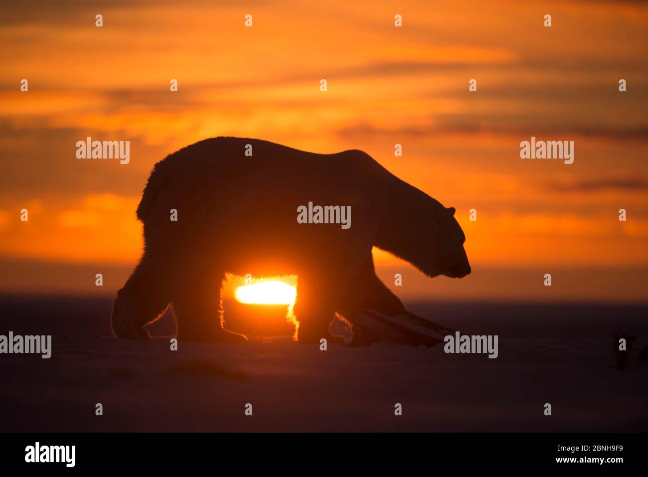 Orso polare (Ursus maritimus) silhouette contro il sole che tramonta, Bernard Spit, al largo della 1002 Area, Arctic National Wildlife Refuge, North Slope, Alaska, U. Foto Stock