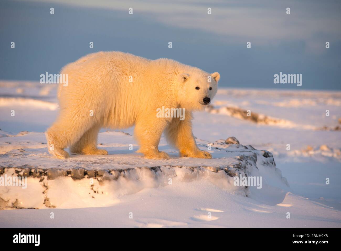 Giovane orso polare (Ursus maritimus) su ghiaccio di nuova formazione, vicino Kaktovik, Isola di Barter, North Slope, Alaska, USA, ottobre. Specie vulnerabile. Foto Stock