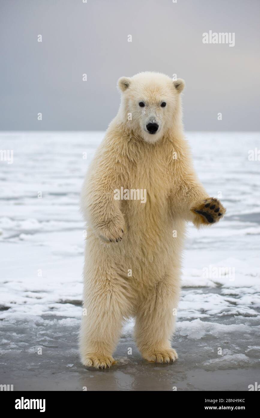 Giovane orso polare (Ursus maritimus) in piedi sulle zampe posteriori, Bernard allo spiedo, 1002 Area, Arctic National Wildlife Refuge, versante Nord, Alaska, STATI UNITI D'AMERICA, Ottobre. Foto Stock