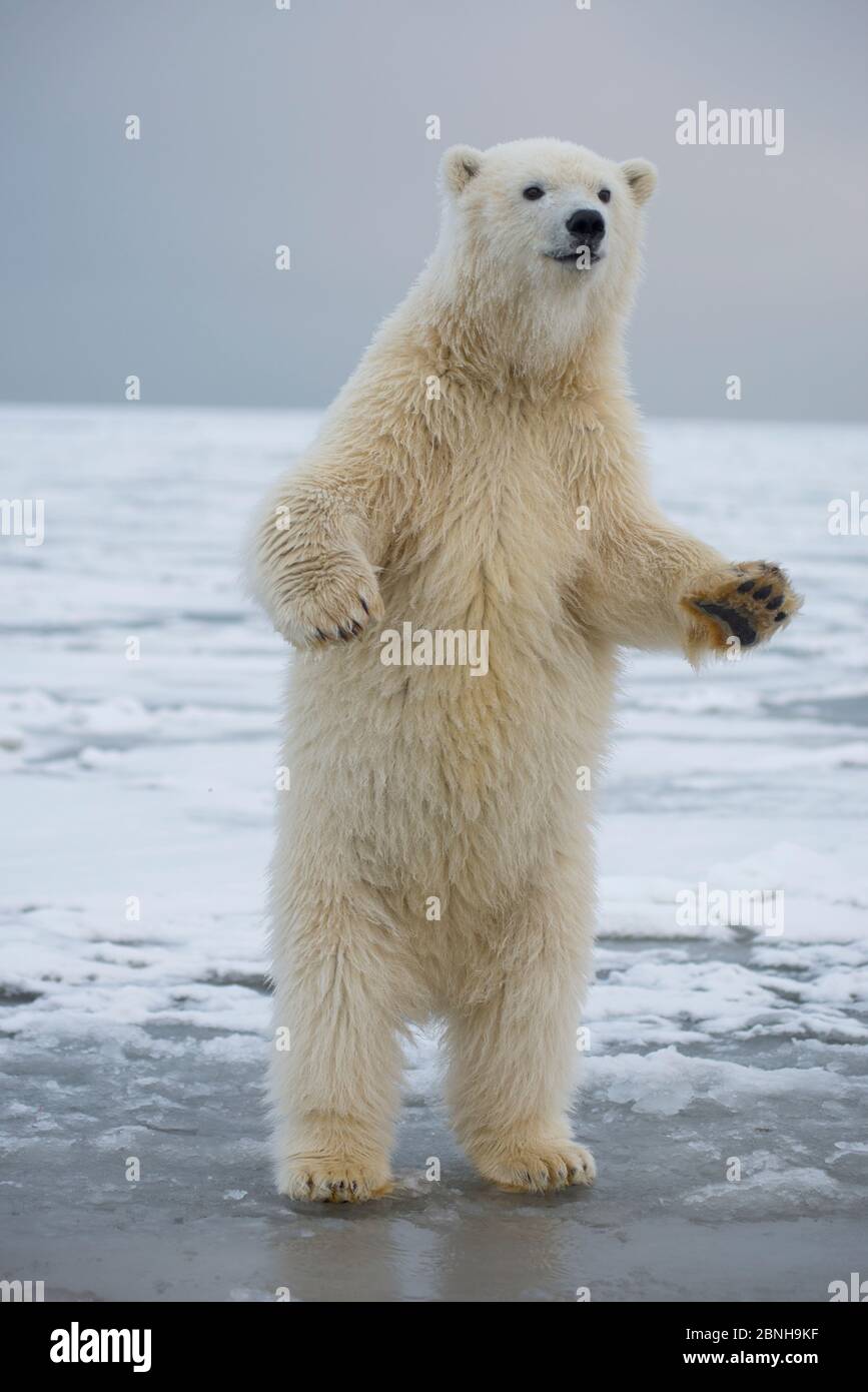 Giovane orso polare (Ursus maritimus) in piedi sulle zampe posteriori, Bernard allo spiedo, 1002 Area, Arctic National Wildlife Refuge, versante Nord, Alaska, STATI UNITI D'AMERICA, Ottobre. Foto Stock