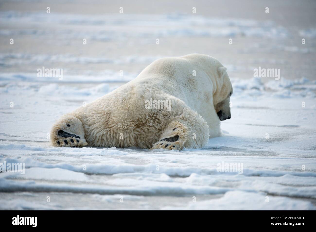 Vista posteriore del cinghiale di orso polare (Ursus maritimus) che riposa su ghiaccio di nuova formazione, vicino a Kaktovik, Isola di Barter, North Slope, Alaska, USA, ottobre. Vuln Foto Stock