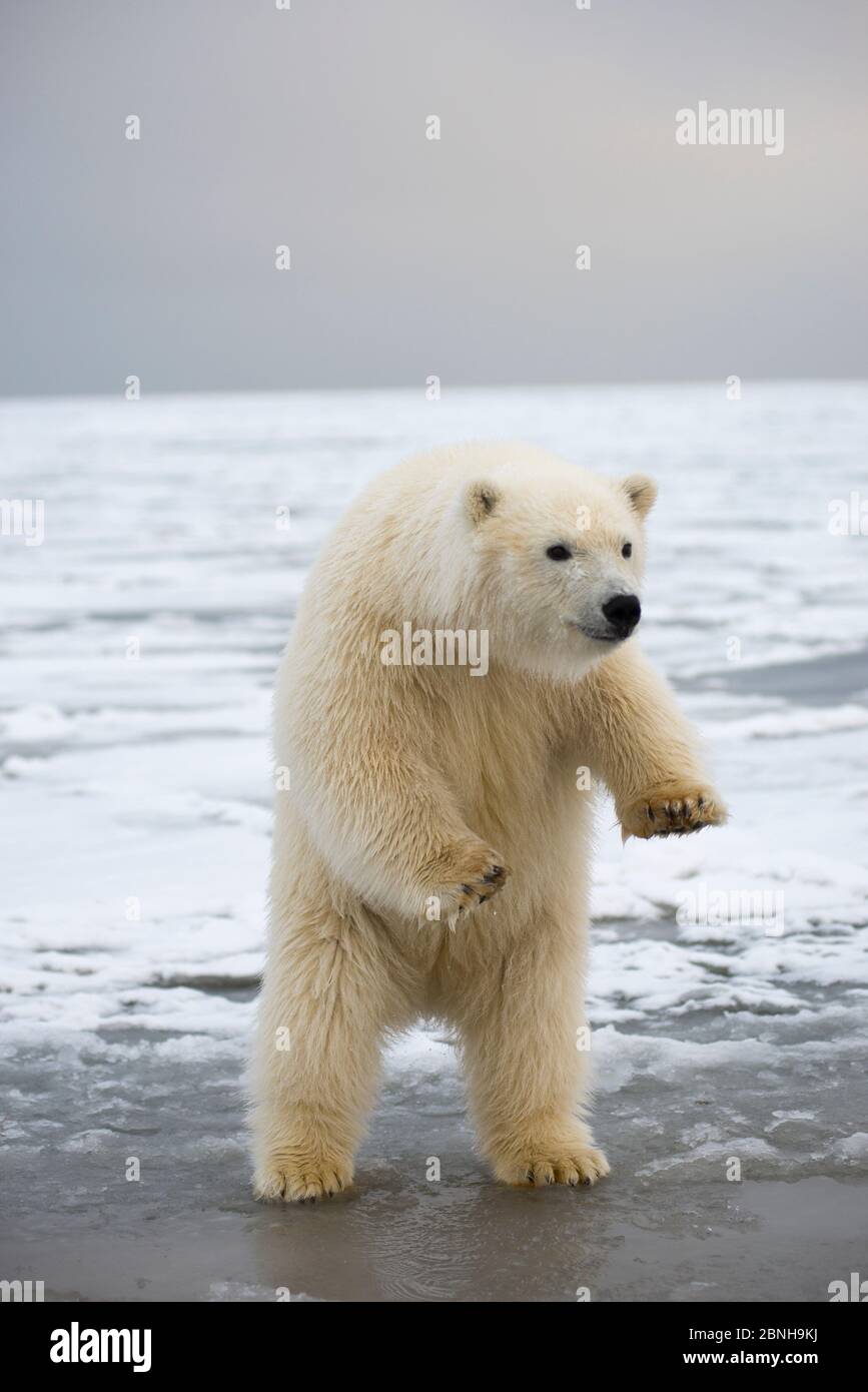 Giovane orso polare (Ursus maritimus) che si abbassa da piedi sulle gambe della coscia, Bernard Spit, 1002 Area, Arctic National Wildlife Refuge, North Slope, Alaska, Foto Stock