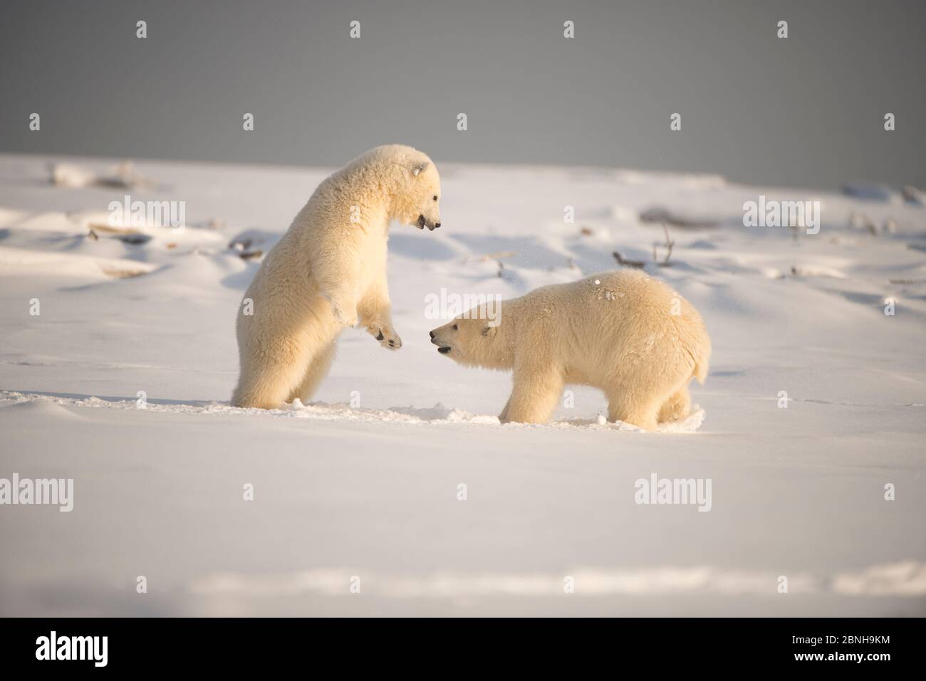 Due orsi polari (Ursus maritimus) che giocano, 1002 Area, Arctic National Wildlife Refuge, North Slope, Alaska, USA, ottobre. Specie vulnerabile. Foto Stock