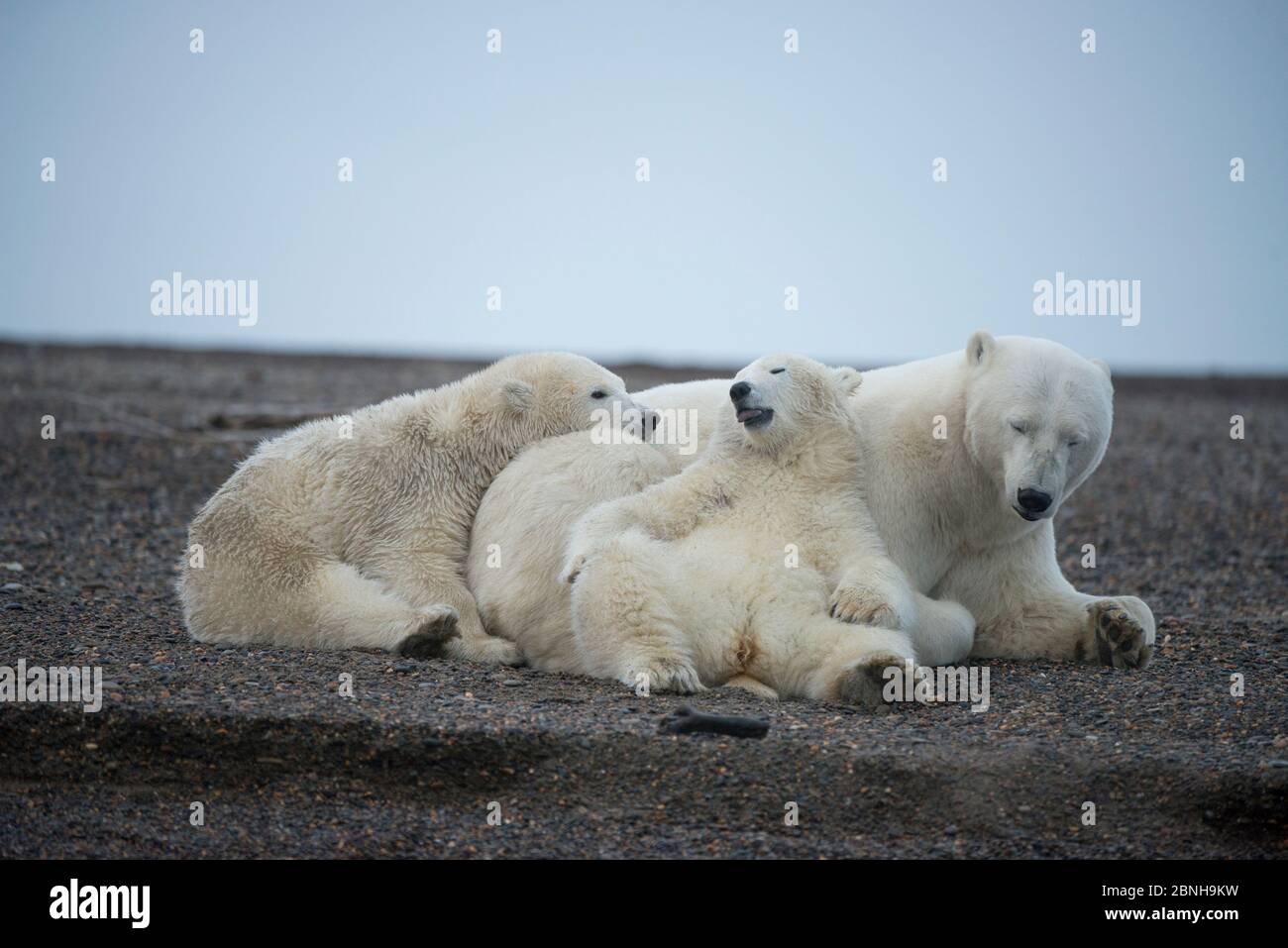 Orso polare (Ursus maritimus) semina con due cuccioli a riposo, Bernard Spit, 1002 Area, Arctic National Wildlife Refuge, North Slope, Alaska, USA, ottobre. V Foto Stock
