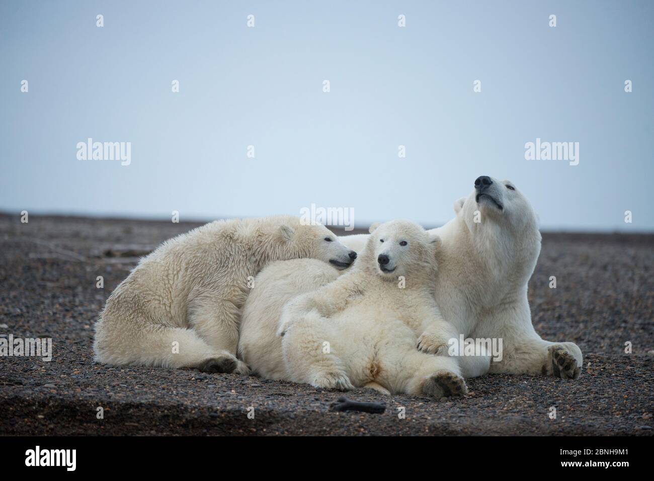 Orso polare (Ursus maritimus) semina con due cuccioli a riposo, Bernard Spit, 1002 Area, Arctic National Wildlife Refuge, North Slope, Alaska, USA, ottobre. V Foto Stock