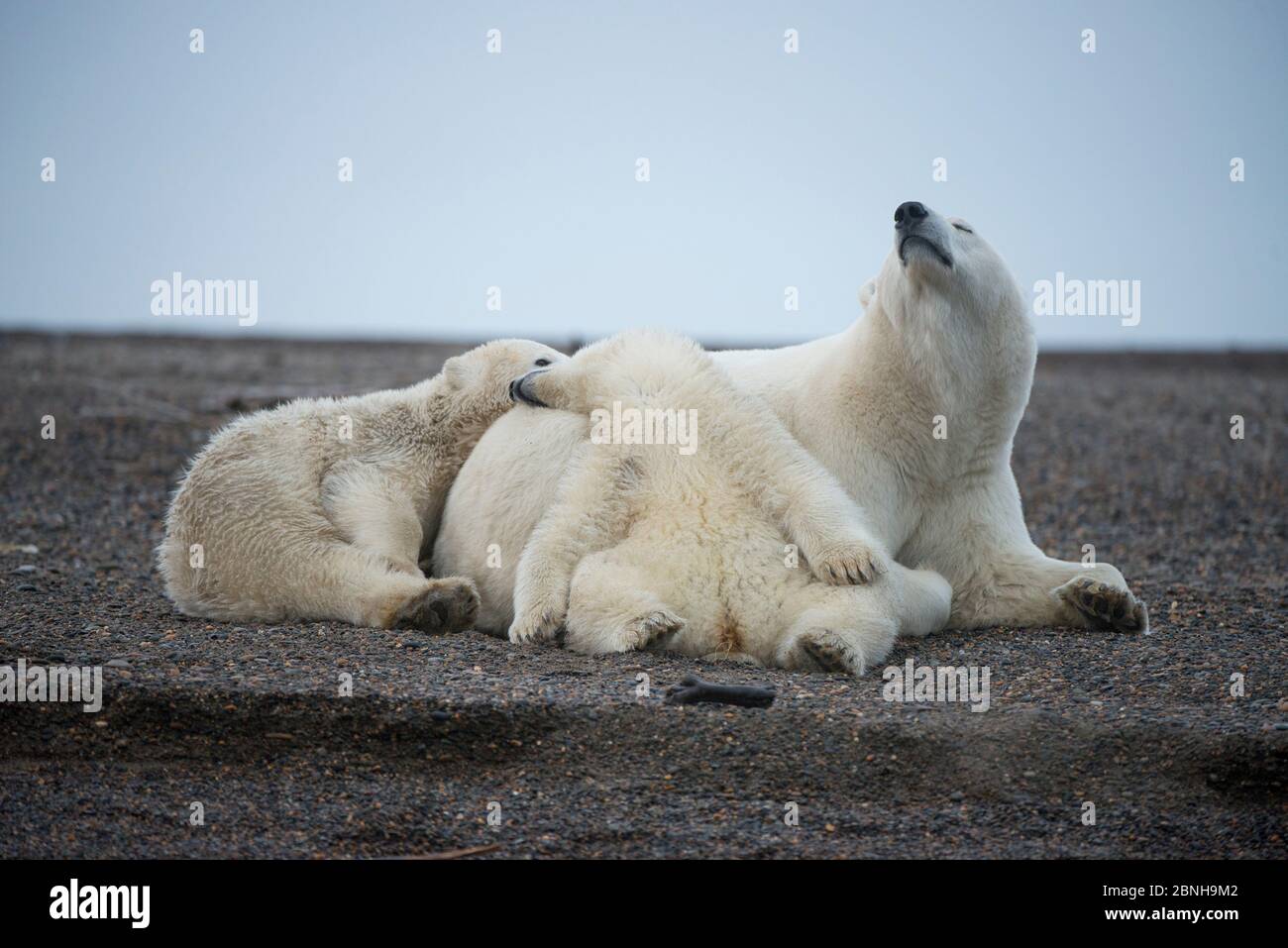 Orso polare (Ursus maritimus) semina con due cuccioli a riposo, Bernard Spit, 1002 Area, Arctic National Wildlife Refuge, North Slope, Alaska, USA, ottobre. V Foto Stock