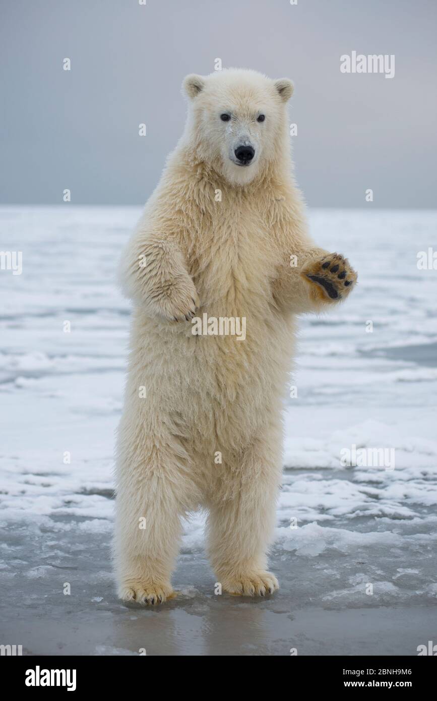 Giovane orso polare (Ursus maritimus) in piedi sulle zampe posteriori, Bernard allo spiedo, 1002 Area, Arctic National Wildlife Refuge, versante Nord, Alaska, STATI UNITI D'AMERICA, Ottobre. Foto Stock