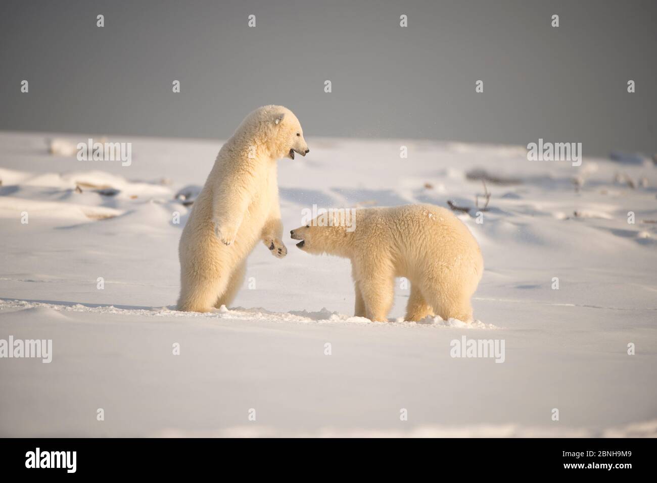 Due orsi polari (Ursus maritimus) che giocano, 1002 Area, Arctic National Wildlife Refuge, North Slope, Alaska, USA, ottobre. Specie vulnerabile. Foto Stock