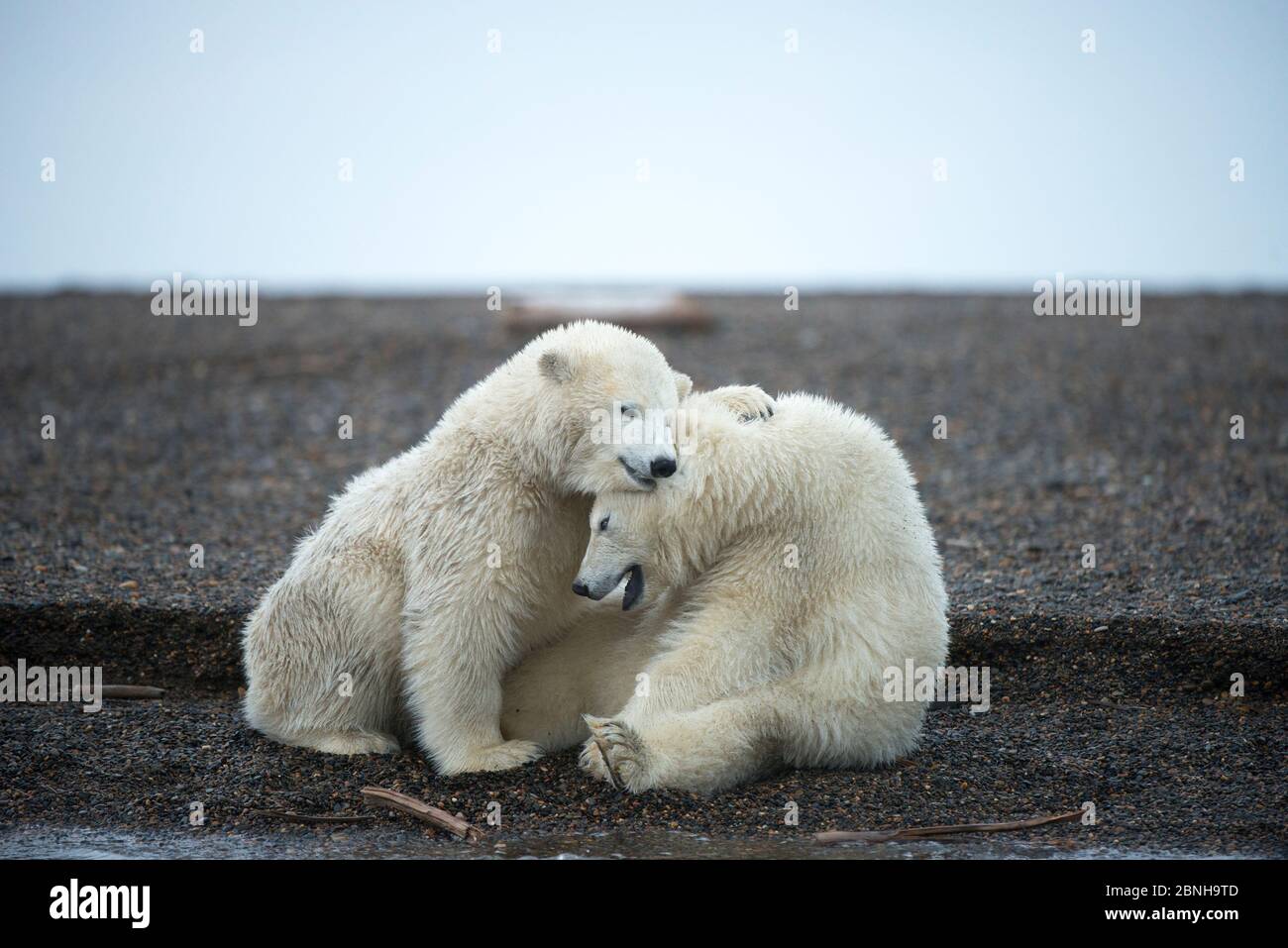 Due cuccioli di orso polare (Ursus maritimus) che giocano, 1002 Area, Arctic National Wildlife Refuge, North Slope, Alaska, USA, ottobre. Specie vulnerabile. Foto Stock