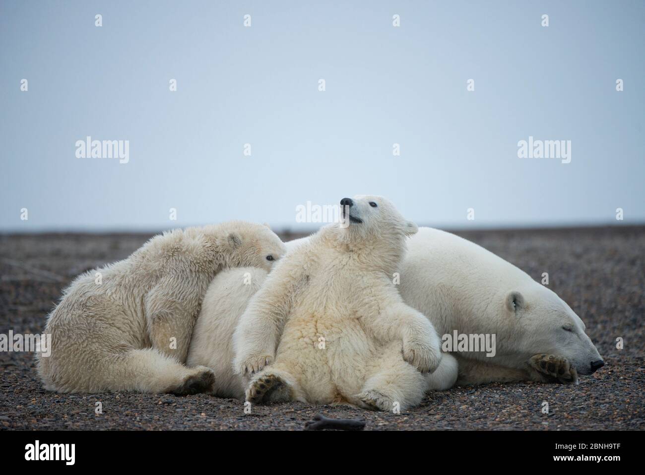 Orso polare (Ursus maritimus) semina con due cuccioli a riposo, Bernard Spit, 1002 Area, Arctic National Wildlife Refuge, North Slope, Alaska, USA, ottobre. V Foto Stock