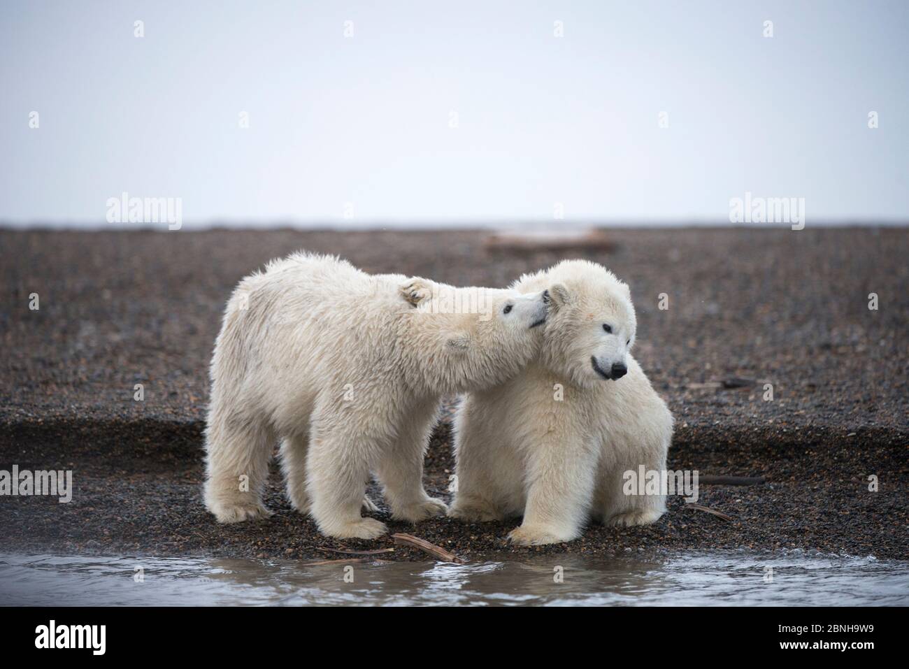 Due cuccioli di orso polare (Ursus maritimus) che giocano al bordo dell'acqua, Bernard Spit, 1002 Area, Arctic National Wildlife Refuge, North Slope, Alaska, USA, Ott Foto Stock