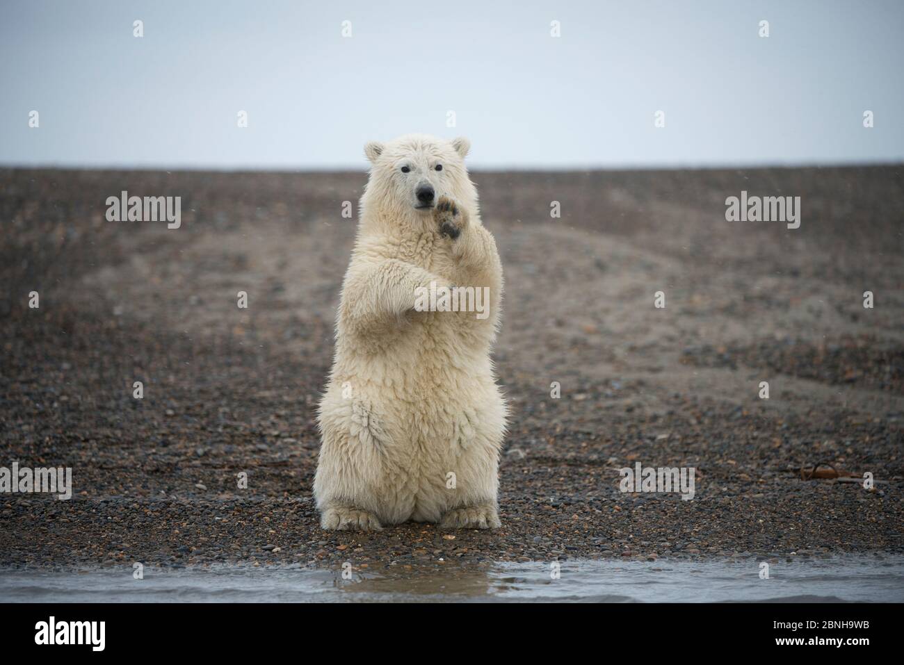 Orso polare (Ursus maritimus) primavera cub seduto in posizione eretta sulle zampe posteriori bilanciamento, Bernard allo spiedo, 1002 Area, Arctic National Wildlife Refuge, versante nord, Foto Stock